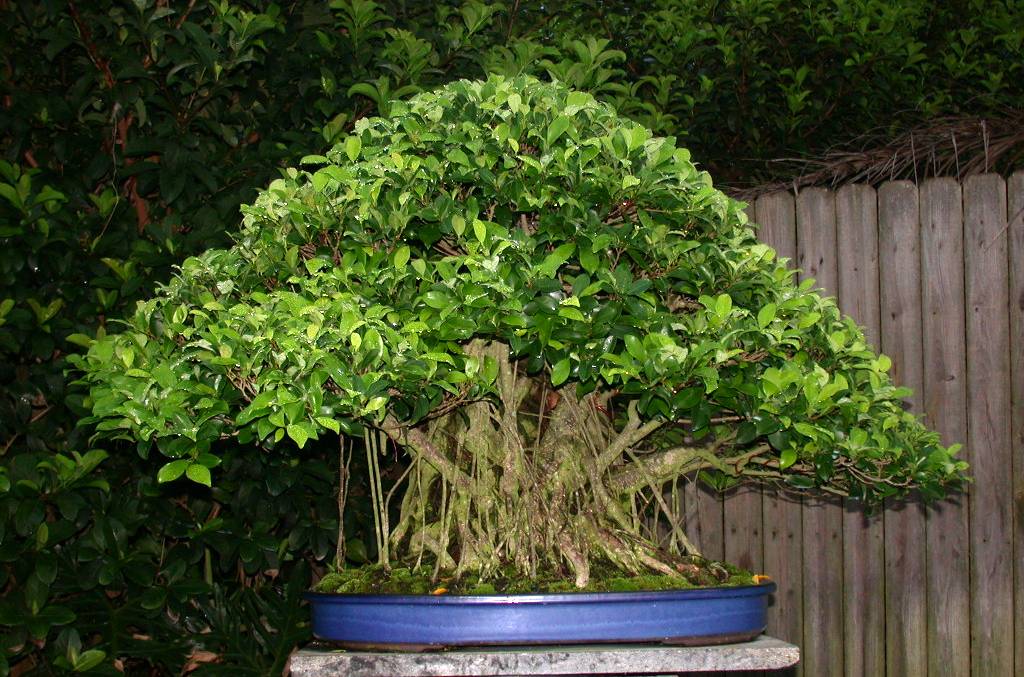 بونسای فیکوس نیتیدا